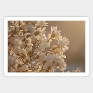 Magnolia at Sunrise (Landscape) Sticker